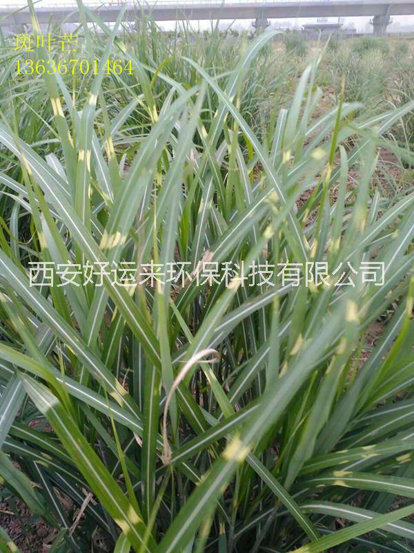 供應(yīng)用于綠化的斑葉芒、斑葉芒分類、斑葉芒特性