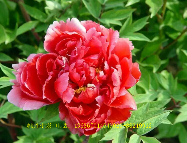 供應西安草花批發(fā)/擺放 西安草花擺放 西安草花擺放咨詢