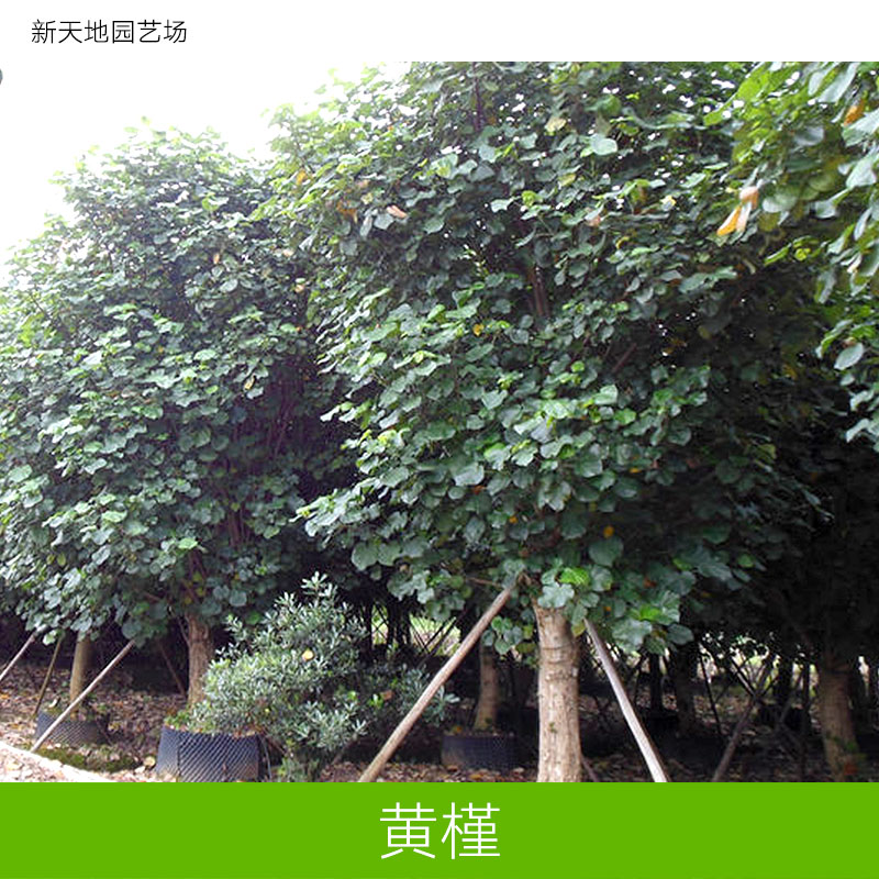 供應(yīng)綠化苗木黃槿報價 黃槿種植基地 黃槿批發(fā) 新天地園藝場 黃槿價格 綠化苗木黃槿