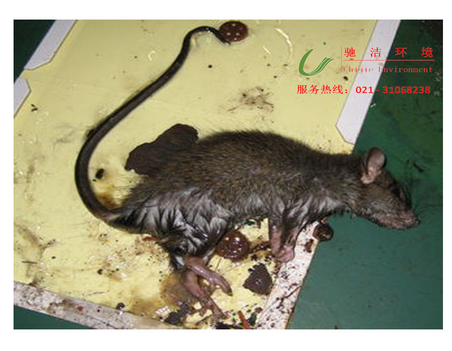 供應(yīng)上海滅鼠公司找馳潔環(huán)境專業(yè)