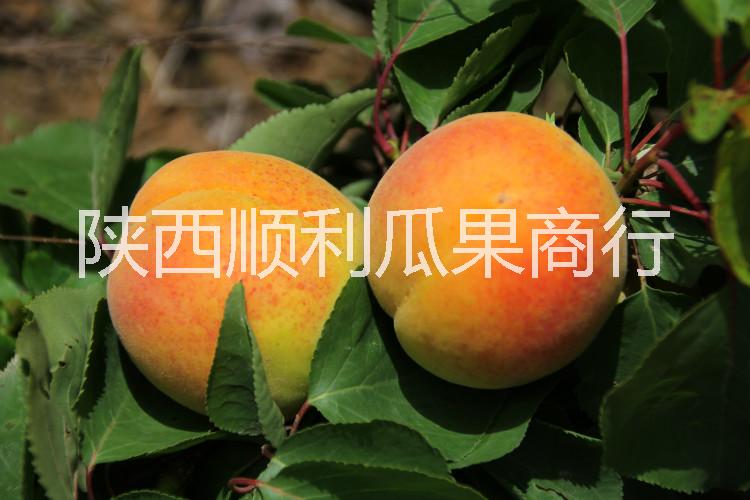 供應(yīng)用于食用品的陜西凱特杏價(jià)格大荔凱特杏基地批發(fā)-順利果品商行大量供應(yīng)