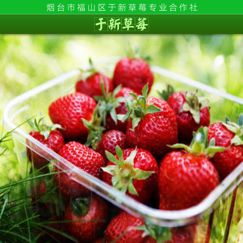 供應草莓廠家直銷，草莓廠家，草莓廠家批發(fā)