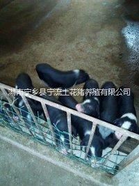 寧鄉(xiāng)豬項(xiàng)目必要性分析-寧鄉(xiāng)花豬養(yǎng)殖項(xiàng)目-寧鄉(xiāng)土花豬項(xiàng)目分析-寧鄉(xiāng)豬項(xiàng)目分析