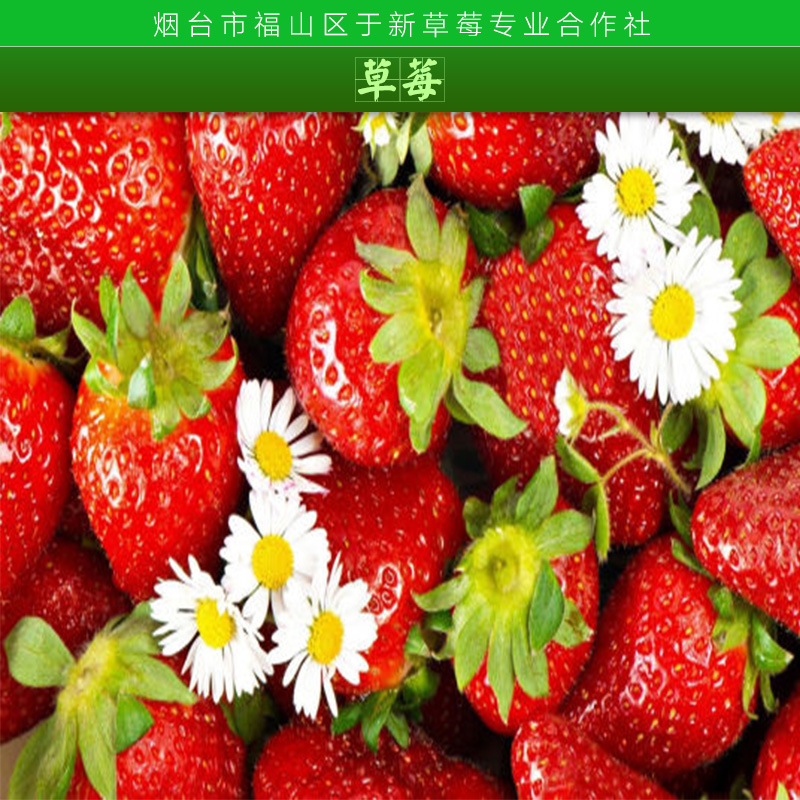 供應(yīng)草莓 冰凍草莓 冷凍草莓 速凍草莓 新鮮草莓 草莓苗