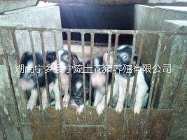 寧鄉(xiāng)豬項(xiàng)目必要性分析-寧鄉(xiāng)花豬養(yǎng)殖項(xiàng)目-寧鄉(xiāng)土花豬項(xiàng)目分析-寧鄉(xiāng)豬項(xiàng)目分析