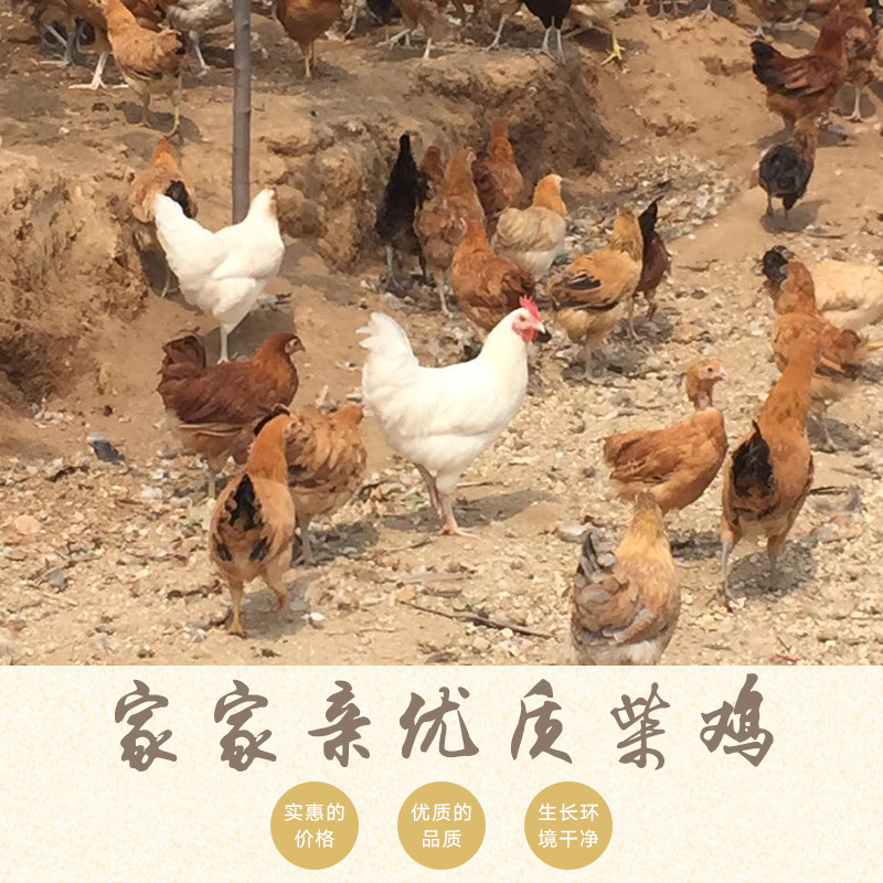 供應(yīng)家家親優(yōu)質(zhì)柴雞、土雞種苗|笨雞苗、脫溫雞苗|河南柴雞苗孵化批發(fā)