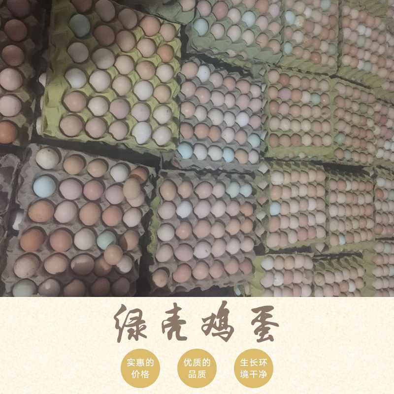 供應(yīng)綠殼雞蛋價格，綠殼雞蛋哪里有賣，綠殼雞蛋哪里有批發(fā)