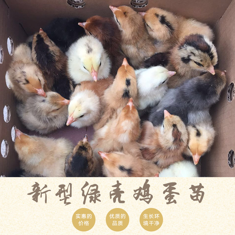 家家親孵化養(yǎng)殖供應(yīng)新型綠殼雞蛋苗、家禽種苗|土雞苗、優(yōu)質(zhì)脫溫雞苗
