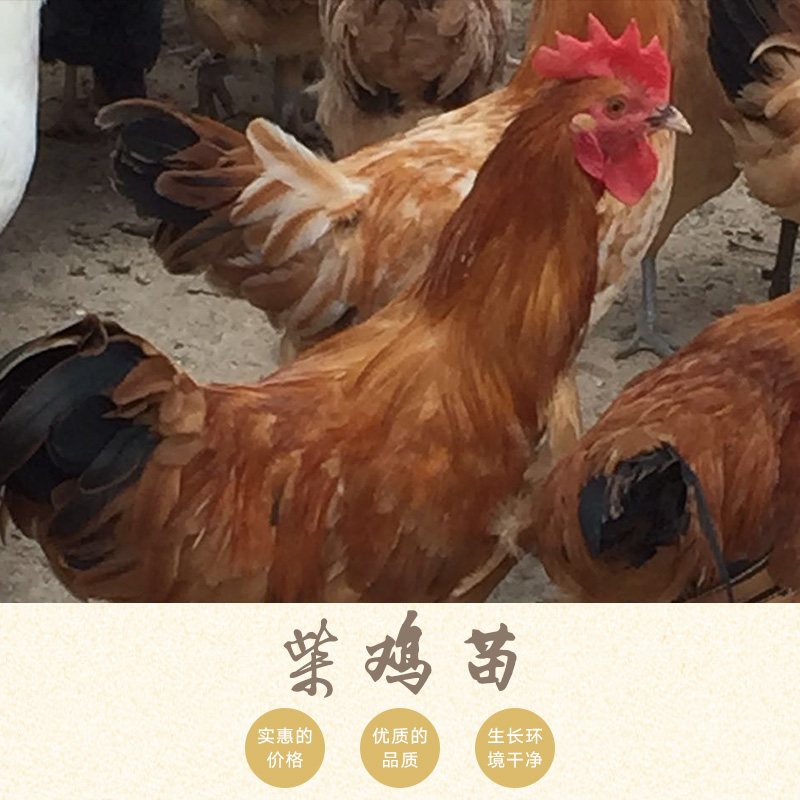 柴雞苗，綠殼蛋雞苗供應(yīng)商，綠殼蛋雞苗孵化廠家
