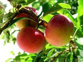 山東蘋果山東藤木蘋果批發(fā)