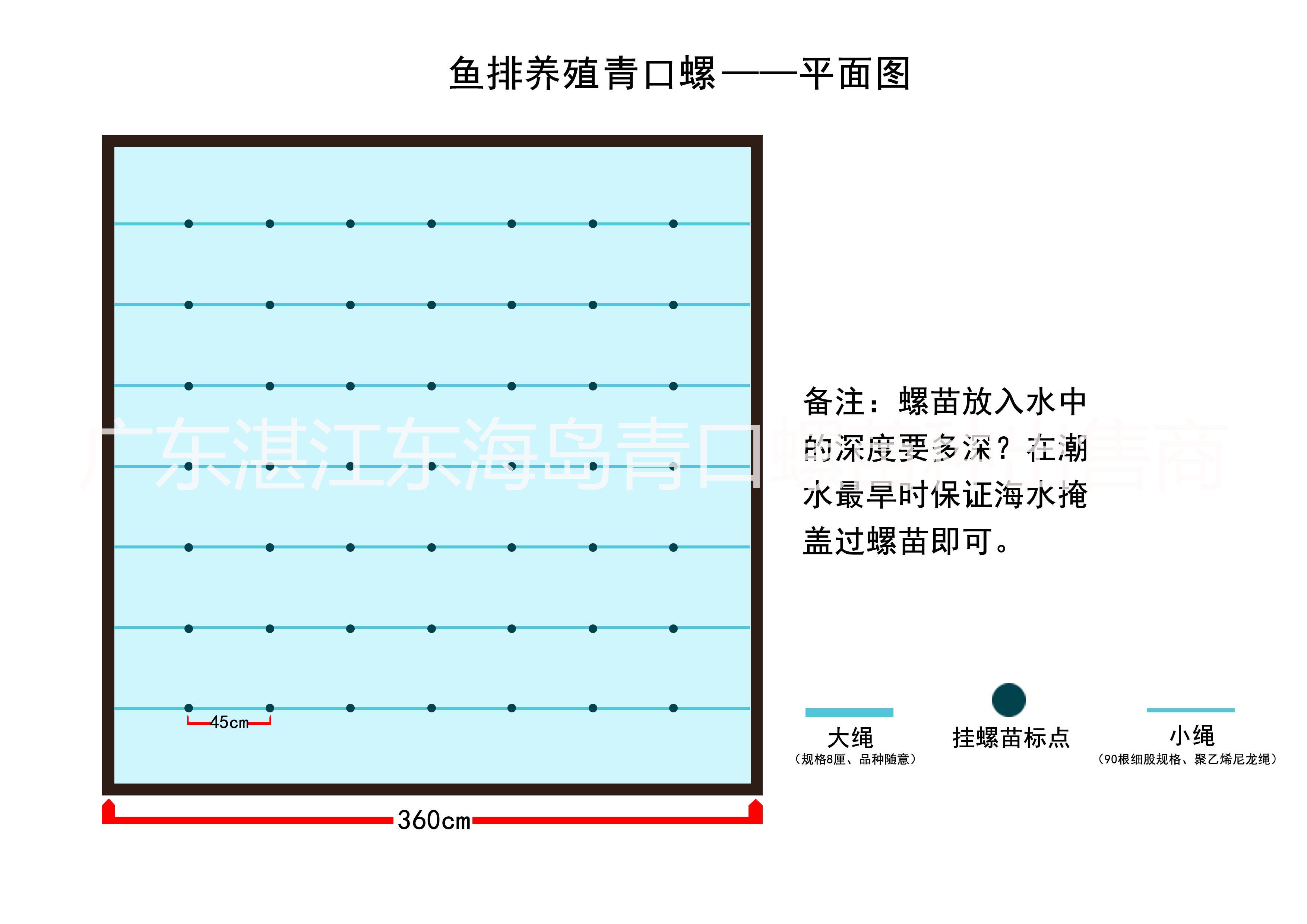 供應(yīng)用于養(yǎng)殖的湛江青口螺