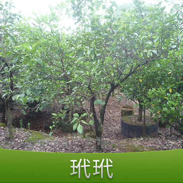 供應(yīng)金華何氏玳玳 玳玳培養(yǎng)基地供應(yīng) 園林植物種植 玳玳樹苗價(jià)格