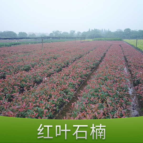 供應(yīng)金華何氏紅葉石楠 綠化石楠苗 紅葉石楠樹苗 紅葉石楠球