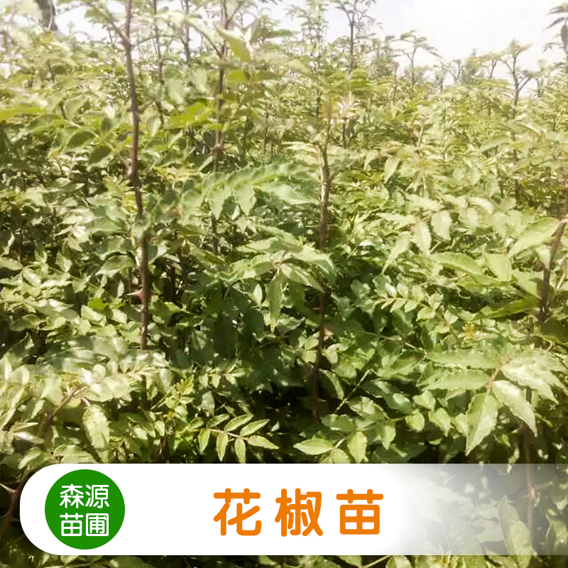 供應(yīng)花椒苗 蔬菜種苗批發(fā) 農(nóng)作物種子供應(yīng)商 花椒樹苗報(bào)價(jià)