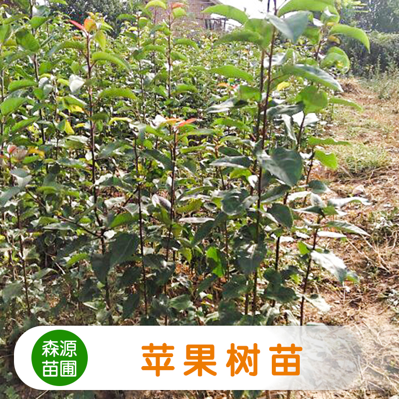 供應(yīng)蘋果樹苗 柱狀蘋果樹苗 農(nóng)作物種子 水果種子 矮化蘋果樹苗