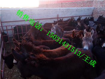 供應(yīng)品種牛，品種牛供貨商，品種牛批發(fā)商，品種牛咨詢電話