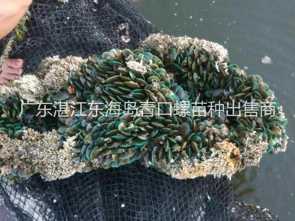 供應(yīng)用于養(yǎng)殖的湛江青口螺
