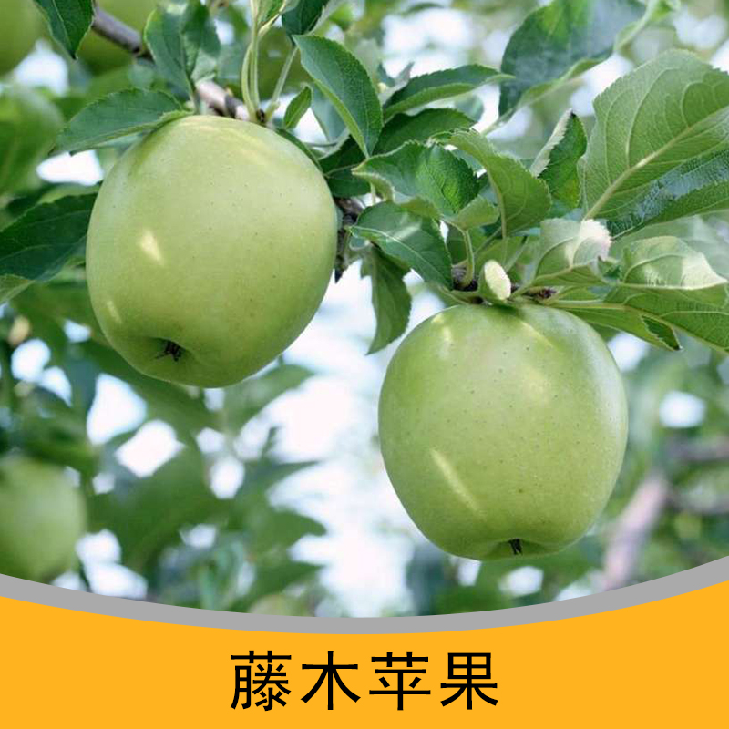 山東藤木蘋果批發(fā)哪里賣|山東藤木蘋果哪里|藤木蘋果哪里可以批發(fā)