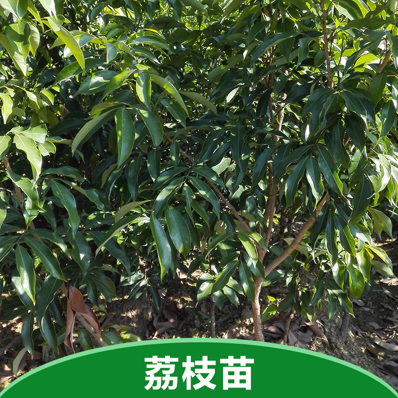 妃子笑荔枝苗 妃子笑荔枝苗批發(fā) 妃子笑荔枝苗價格