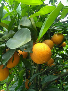 供應(yīng)時(shí)令水果夏橙，實(shí)惠裝綠色無毒孕婦甜夏橙批發(fā)物流方便