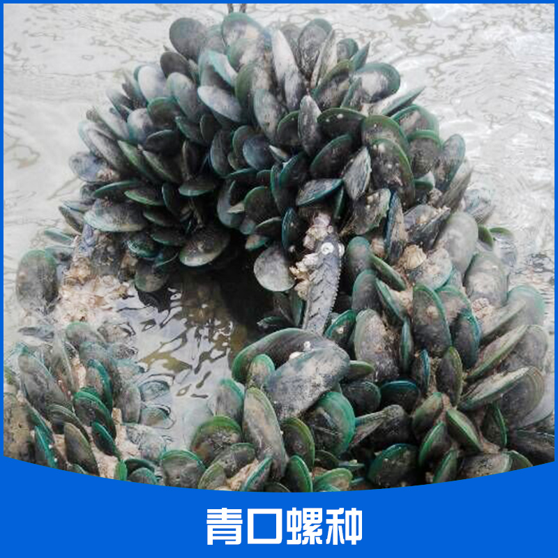 供應(yīng)湛江青口螺種 東海島青口螺苗種供應(yīng)商 青口螺種苗報價