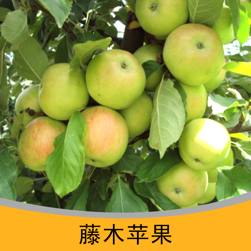 山東藤木蘋果批發(fā)哪里賣|山東藤木蘋果哪里|藤木蘋果哪里可以批發(fā) 藤木蘋果批發(fā)價錢