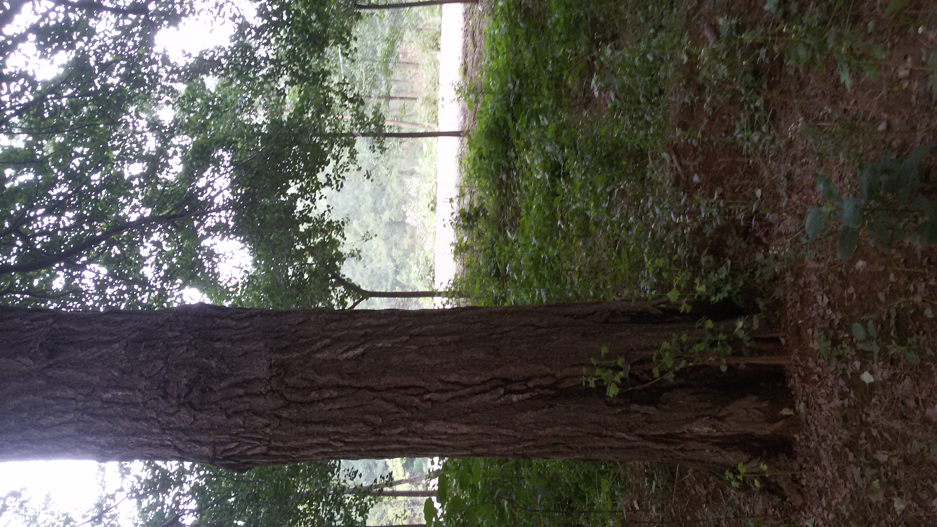 供應(yīng)50公分銀杏古樹價格*