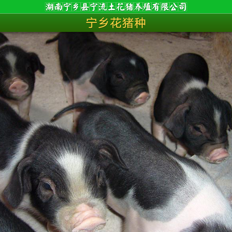 寧流土花豬養(yǎng)殖供應(yīng)寧鄉(xiāng)花豬種、土花豬苗|肉豬種苗、湖南花豬養(yǎng)殖批發(fā)
