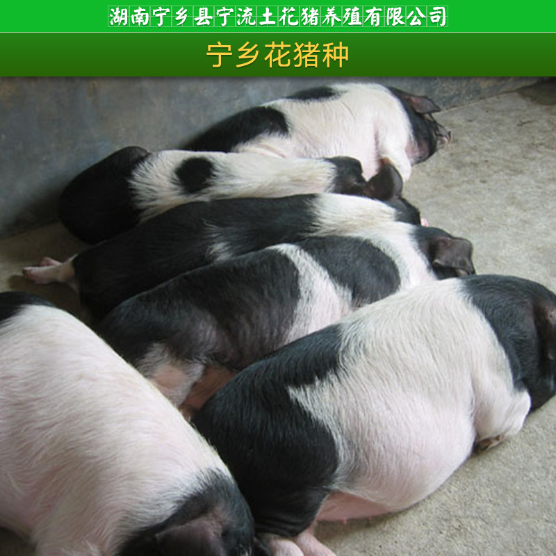 寧流土花豬養(yǎng)殖供應(yīng)寧鄉(xiāng)花豬種、土花豬苗|肉豬種苗、湖南花豬養(yǎng)殖批發(fā)