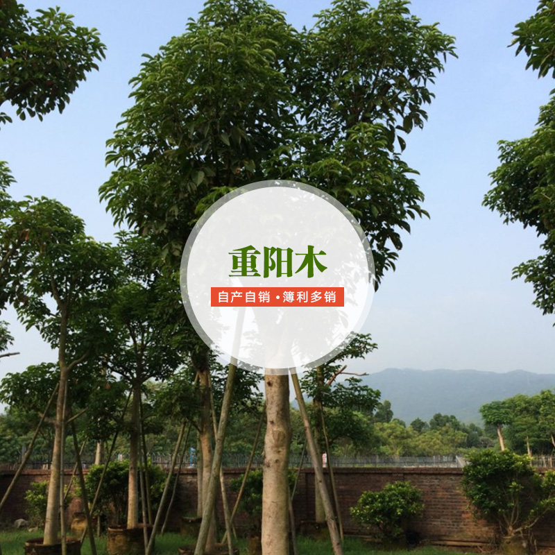 供應(yīng)重陽木批發(fā)商 重陽木栽培技術(shù) 重陽木種植要求 景觀重陽木