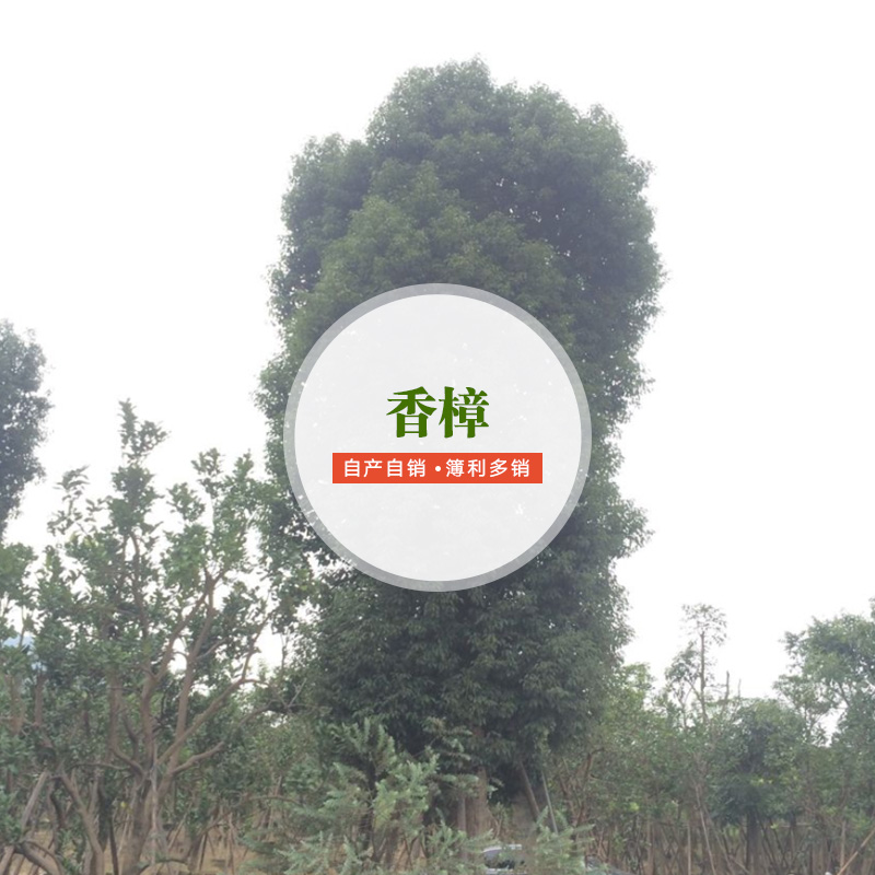 供應(yīng)香樟供應(yīng)商 香樟種植要求 香樟種植基地 香樟廠家批發(fā)