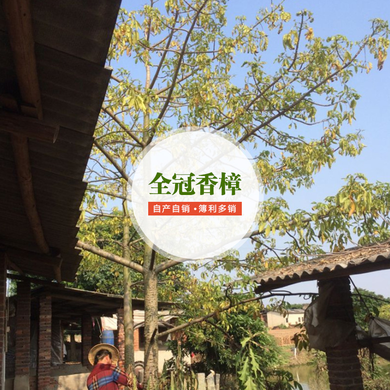 供應全冠香樟 全冠香樟種植基地  全冠香樟栽培技術(shù) 全冠香樟廠家批發(fā)