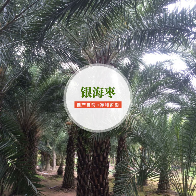供應(yīng)銀海棗 銀海棗種植要求 銀海棗廠家直銷 銀海棗廠家批發(fā)