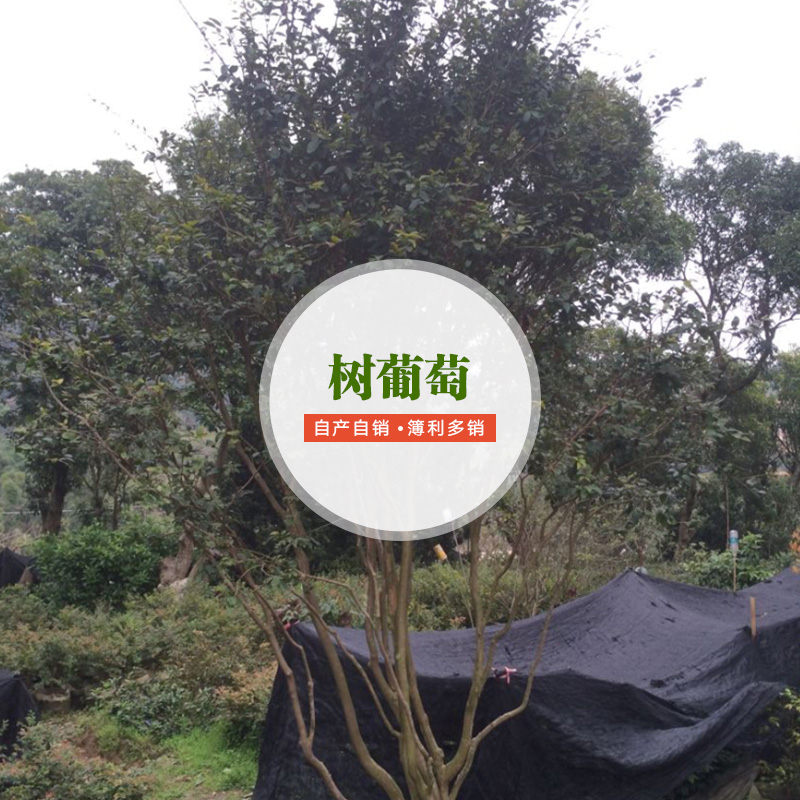 供應(yīng)樹葡萄 樹葡萄栽培技術(shù) 樹葡萄報(bào)價(jià) 樹葡萄廠家批發(fā)