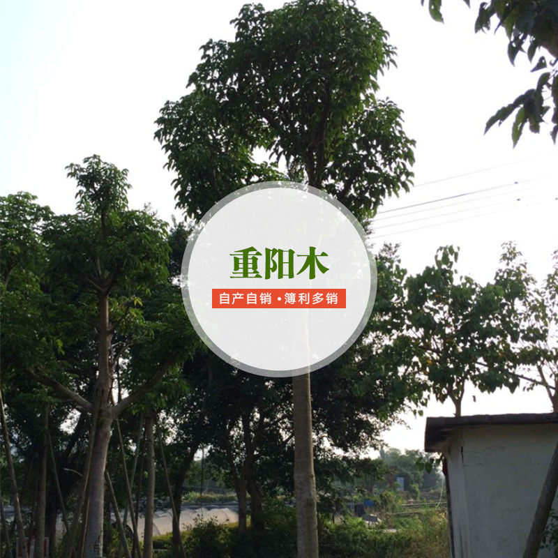 供應(yīng)重陽木批發(fā)商 重陽木栽培技術(shù) 重陽木種植要求 景觀重陽木