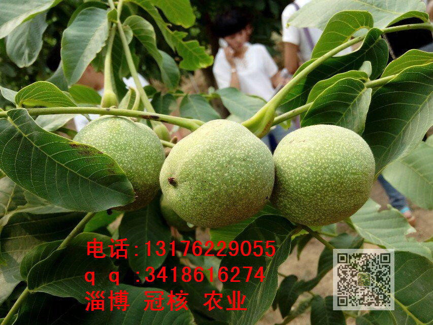 核桃苗，核桃樹(shù)苗，薄皮核桃苗 核桃樹(shù)多長(zhǎng)時(shí)間結(jié)果,核桃苗幾年可 冠核一號(hào)批發(fā)銷售