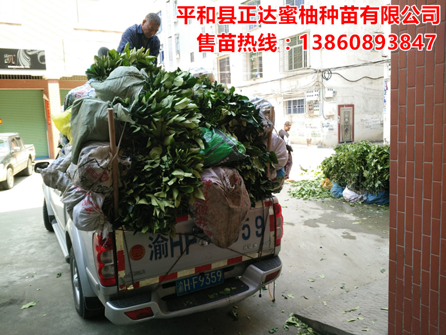 供應(yīng)新品種三紅蜜柚苗平和縣正達(dá)三紅蜜柚苗批發(fā)價(jià)格