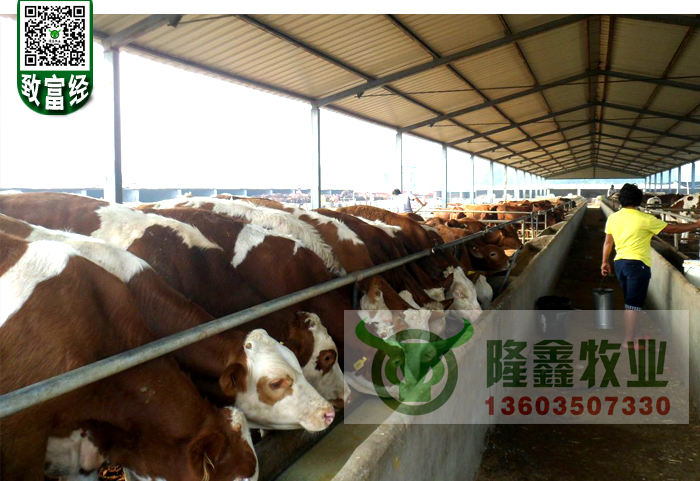 供應(yīng)用于育肥|繁殖|養(yǎng)殖的寧夏西門塔爾肉牛犢