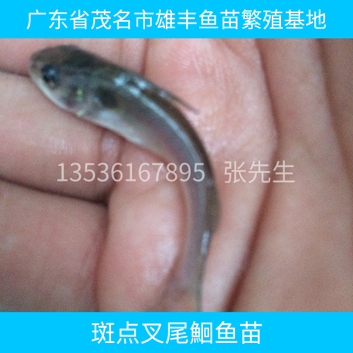 供應(yīng)斑點(diǎn)叉尾鮰魚苗 斑點(diǎn)叉尾鮰魚苗批發(fā) 斑點(diǎn)叉尾鮰魚苗報(bào)價(jià)