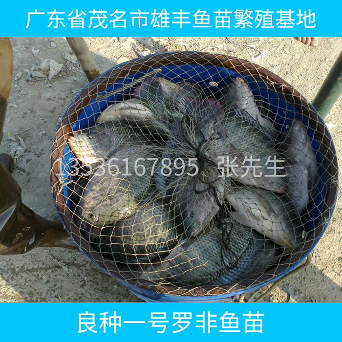 供應(yīng)良種一號羅非魚苗 良種一號羅非魚苗養(yǎng)殖技術(shù) 羅非魚苗