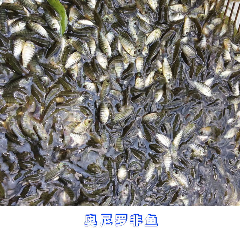 供應奧尼羅非魚 羅非魚種苗批發(fā) 羅非魚苗供應商 羅非魚價格