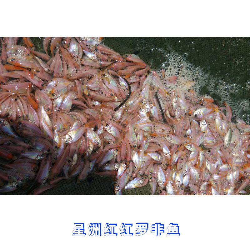 星洲紅紅羅非魚價格 星洲紅紅羅非魚養(yǎng)殖 紅羅非魚種苗批發(fā)