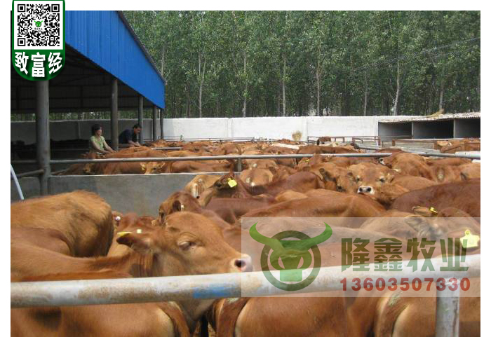供應(yīng)用于繁殖|育肥的甘肅肉牛價格