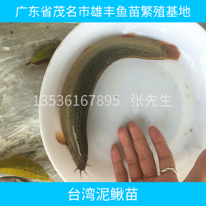 供應(yīng)臺灣泥鰍苗 臺灣泥鰍苗批發(fā) 臺灣泥鰍苗養(yǎng)殖技術(shù) 臺灣泥鰍苗報價