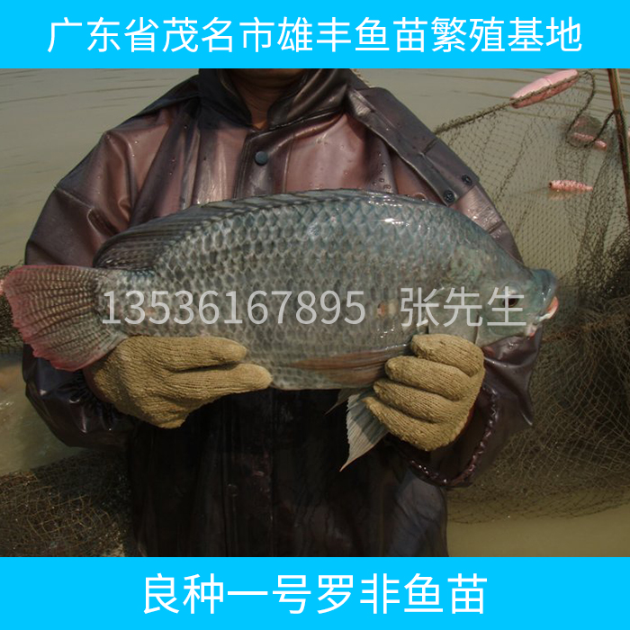 供應(yīng)郁南羅非魚苗批發(fā) 良種羅非苗供貨商|云浮地區(qū)羅非魚苗