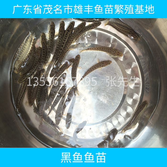 供應(yīng)黑魚魚苗 黑魚魚苗養(yǎng)殖技術(shù) 黑魚魚苗報價 淡水黑魚
