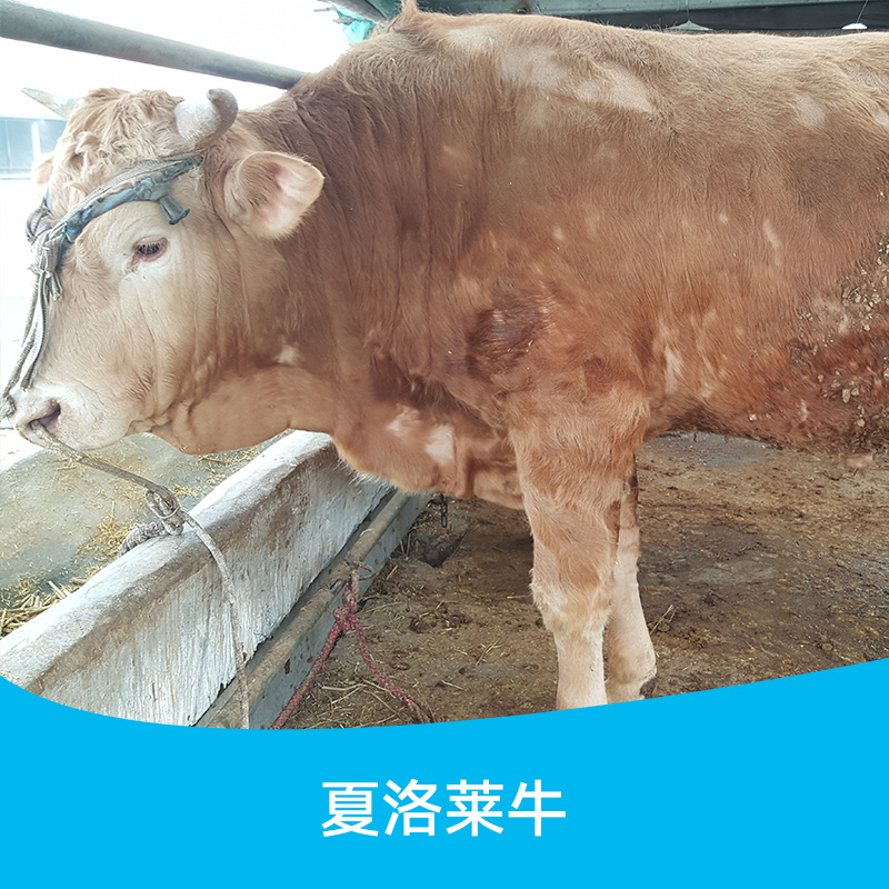 供應(yīng)山東夏洛萊牛 夏洛萊牛養(yǎng)殖場 夏洛萊牛繁殖基地 夏洛萊牛批發(fā)