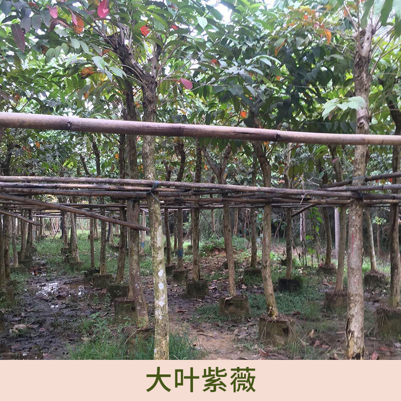 廣東和昌花木場(chǎng)供應(yīng)大葉紫薇、園林大葉紫薇|觀賞性大葉紫薇苗木