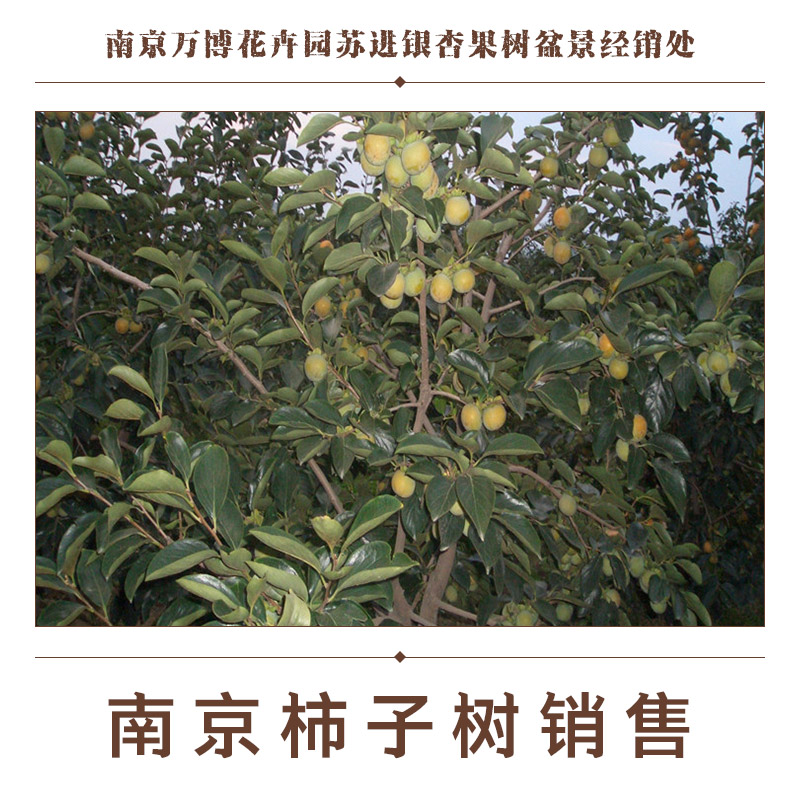 供應南京柿子樹銷售 柿子樹樹苗報價 柿子樹果樹樹苗 南京柿子樹樹苗
