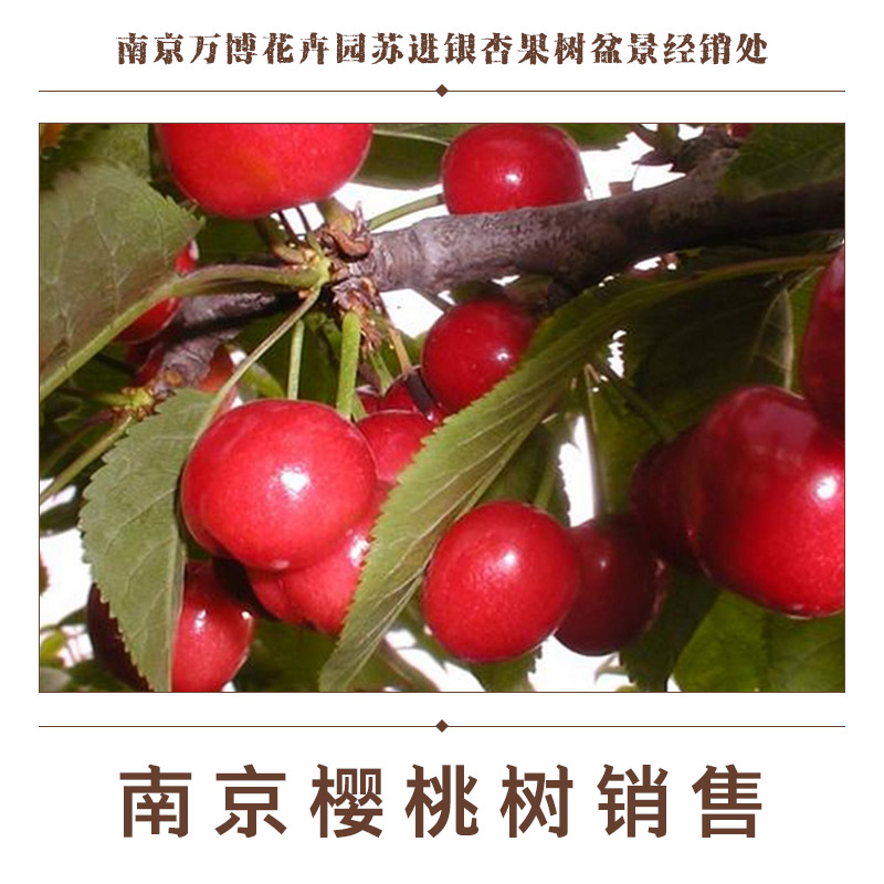 供應(yīng)南京櫻桃樹銷售 櫻桃樹樹苗報(bào)價(jià) 櫻桃樹種植基地 南京櫻桃樹樹苗